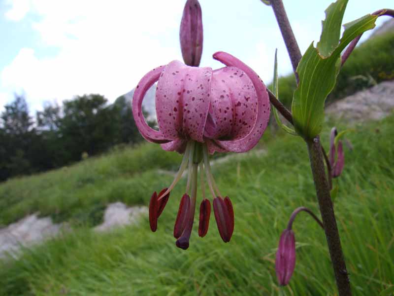 Lilium martagon / Giglio martagone